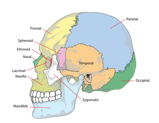 Picture of cranium skull