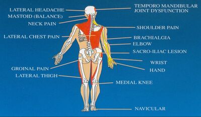 sacroiliac joint muscles