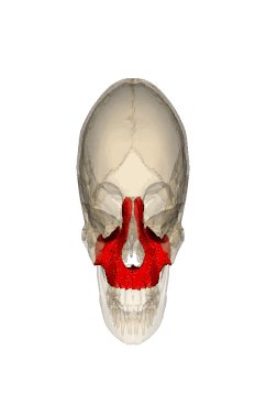 Image of the maxilla