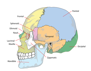 Cranial bones of the head